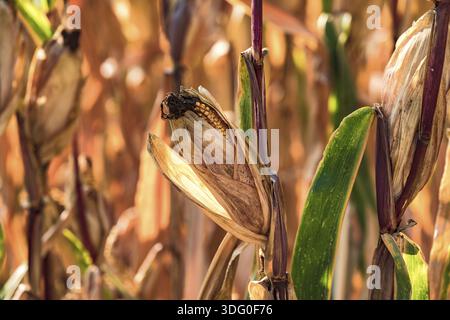 Crop damage due to drought and storms in maize Stock Photo