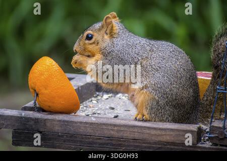 A large tree rodent eating a big orange fruit in Weslaco Stock Photo