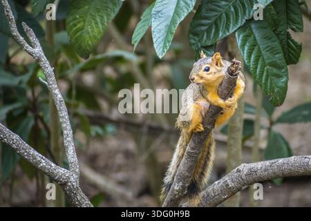 A large tree rodent hanging on top of a branch in Weslaco Stock Photo