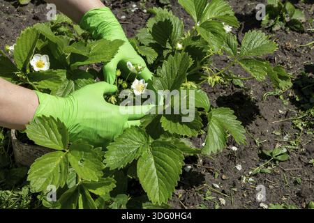 Female gardener in green latex gloves is holding strawberry bush with flowers growing on the garden bed Stock Photo