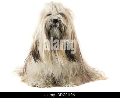 Cute Lhasa Apso sitting on white background, 1 year old Stock Photo