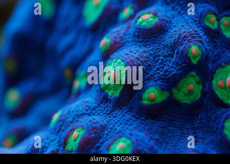 Vibrant close-up of fluorescent coral polyps glowing under blue light in a deep-sea reef ecosystem. Stock Photo