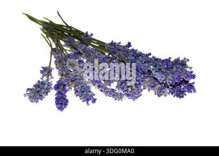 Dry bunch of lavender. bouquet of lavender, isolated on white background Stock Photo