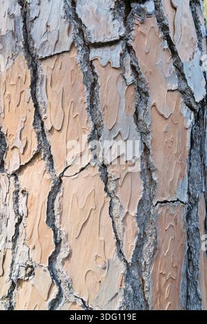 Pine trunks in line with their textured bark. Texture Stock Photo