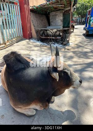 There's a cow lying in the street. The cow is brown and black. Streets of India. Stock Photo