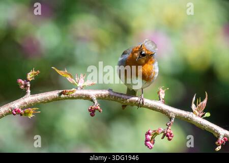 Portrait of a European robin (erithacus rubecula) singing on a branch Stock Photo