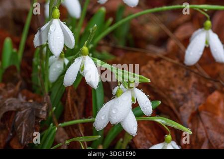 Snowdrops covered in raindrops in mid-January, common snowdrop, Galanthus nivalis, England, UK. Stock Photo