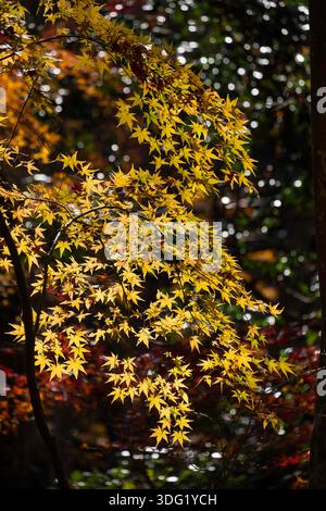 Giōji Temple in Kyoto presents a serene landscape, particularly stunning during the autumn months. The temple grounds are renowned for their vibrant m Stock Photo