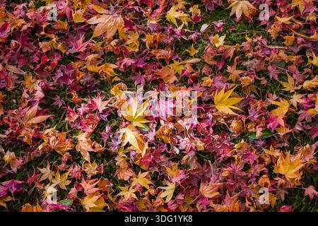Giōji Temple in Kyoto presents a serene landscape blanketed in the hues of autumn. Fallen maple and other deciduous leaves create a rich tapestry of r Stock Photo