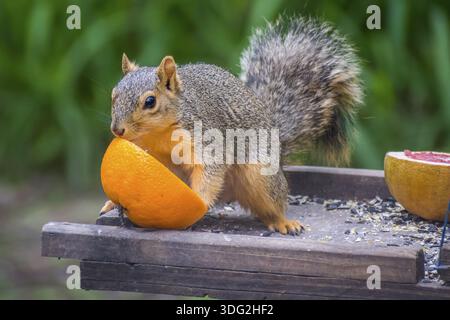 A large tree rodent eating a big orange fruit in Weslaco Stock Photo