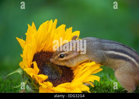 Cute little Chipmunk checks out a bright yellow sunflower in garden Stock Photo