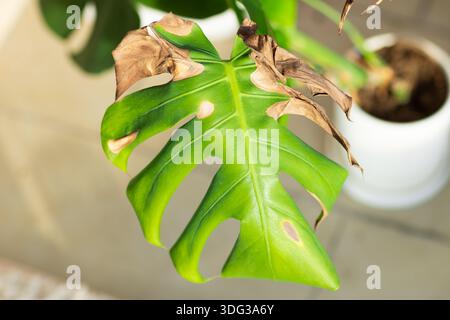 Close-up of a Monstera leaf with brown edges and damage in indoor setting Stock Photo