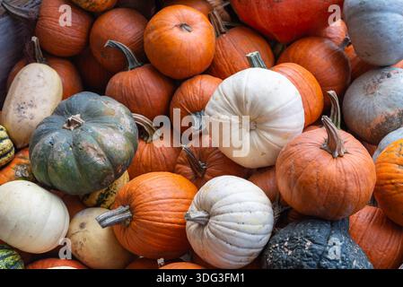 Display bin full of many different types of pumpkins in colors of orange, white, and green on display at a local farm stand. Stock Photo