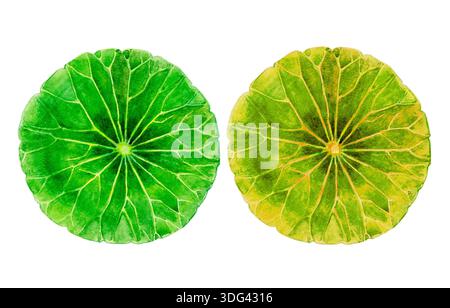 Painting watercolor Tropical Leaves illustration,green,yellow,red color of Lotus leaf on white background. Stock Photo