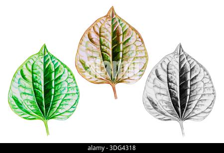Painting watercolor Tropical Leaves illustration,green,red,black color of Piperaceae leaf on white background. Stock Photo