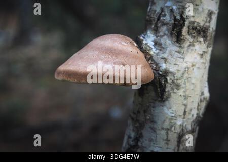 Brown birch polypore mushroom in forest in Skierniewice County, Lodzkie voivodeship of Poland Stock Photo