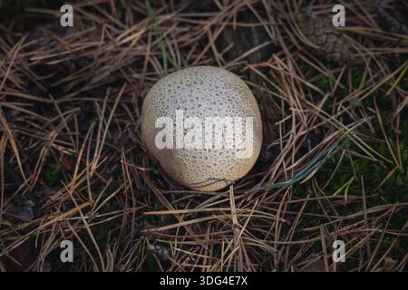 Common earthball fungus among pine needles in forest in Skierniewice County, Poland Stock Photo