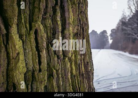 Moss on a bark of oak tree in Lodzkie Voivodeship of Poland Stock Photo