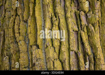 Moss on a bark of oak tree in Lodzkie Voivodeship of Poland Stock Photo