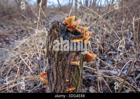 Wild winter mushrooms Flammulina velutipes growing on an old tree stump in Warsaw, Poland Stock Photo
