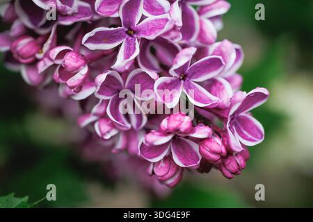Macro shot of purple lilac blossoms with small water drops on petals, Poland Stock Photo