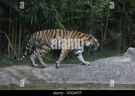 Tiger walking by the edge of a pond in a zoo enclosure at sunset Stock Photo