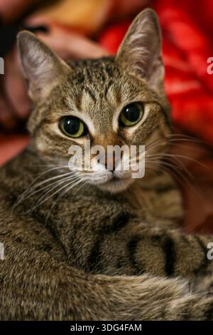Cat, Domestic setting, staring intensely directly at the camera with striking green eyes, indoors at night. Stock Photo
