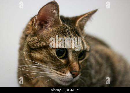 Tabby cat, domestic setting, close up portrait focusing on the head and eye detail, bright high-key lighting. Stock Photo