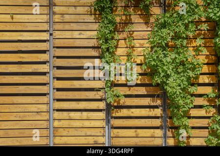 Wild grapes on the wall. Climbing plant on a stone wall Stock