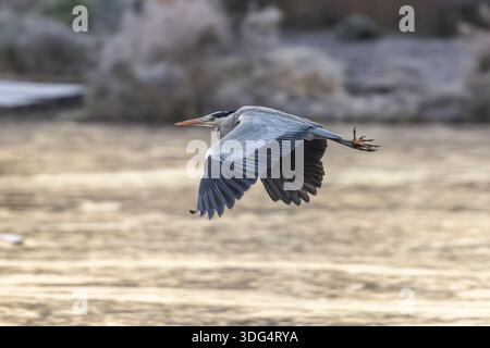 Wild, UK, grey heron flying isolated over a frozen pool in winter. Stock Photo