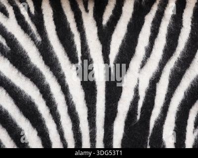 Zebra texture, fur imitation. Seamless decorative background. Knitted pattern Stock Photo