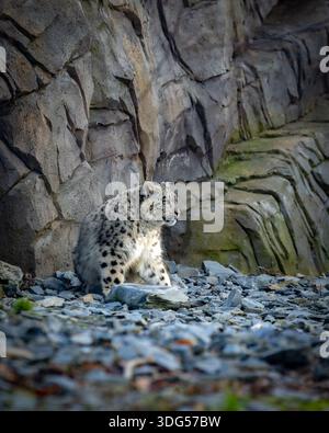 Snow leopard playing at the zoo with rocks in background Stock Photo