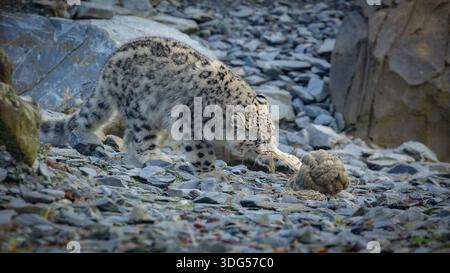 Snow leopard playing at the zoo with rocks in background Stock Photo
