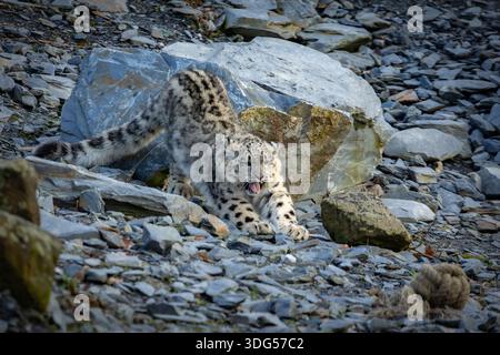 Snow leopard playing at the zoo with rocks in background Stock Photo