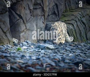 Snow leopard playing at the zoo with rocks in background Stock Photo