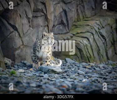 Snow leopard playing at the zoo with rocks in background Stock Photo