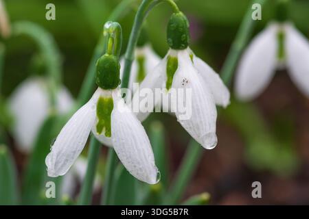 Snowdrops covered in raindrops in mid-January, common snowdrop, Galanthus nivalis, England, UK. Stock Photo