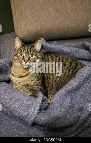 Close-up of a relaxed tabby cat resting on a textured blanket, conveying calmness and home comfort Stock Photo