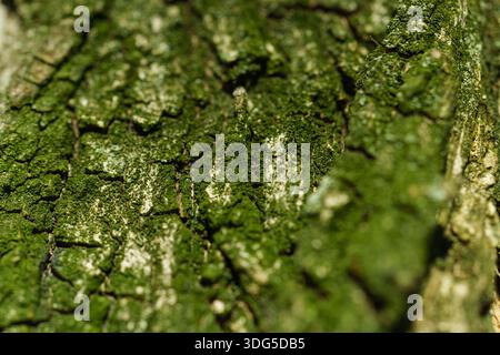 Close-up of rugged tree bark covered with patches of green moss, showing coarse texture and natural age Stock Photo