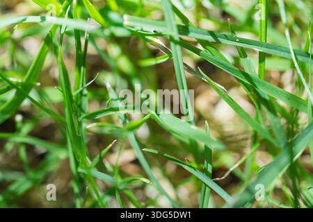 A close, low-angle macro view of vibrant green grass blades forming dense natural texture Stock Photo