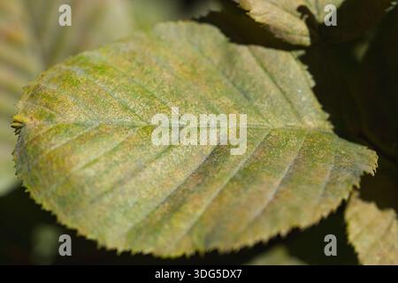 A detailed macro view of a textured green leaf showing veins and natural surface patterns Stock Photo