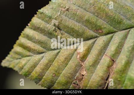 A detailed macro view of a textured green leaf showing veins and natural surface patterns Stock Photo