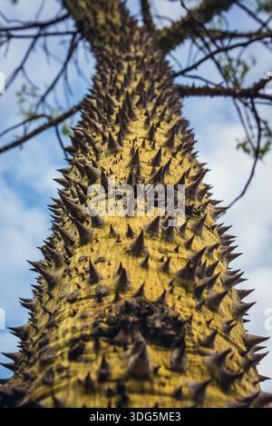 Silk Floss Tree in Jardim Braamcamp Freire garden in Campo de Santana area in Arroios district of Lisbon, Portugal Stock Photo