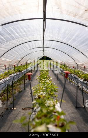 Organic hydroponic Strawberry in The Modern Big Greenhouse Stock Photo ...