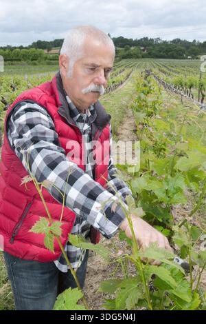 man in vineyard control drone from ground Stock Photo