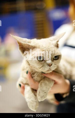 Close-up portrait of a unique Devon Rex cat Stock Photo