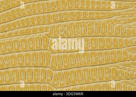 Closeup of yellow faux reptile leather with shiny crocodile pattern. Natural background of luxury texture, fashion design, premium colorful material Stock Photo