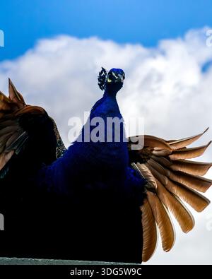 Male Indian Peafowl (Pavo cristatus) Spreading Wings Against a Cloudy Blue Sky Stock Photo