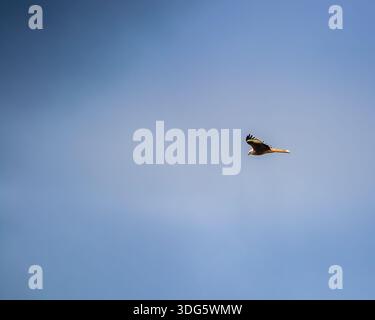 Single Red Kite Bird of Prey Flying High in a Clear Blue Sky Stock Photo