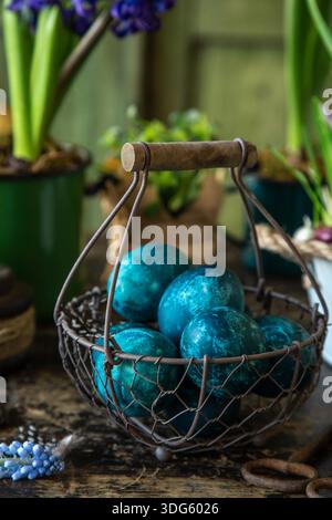 blue Easter eggs in vintage basket with spring flowers, dark rustic background Stock Photo